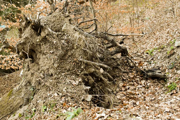 Nefunkční kořenový mrtvých padlý strom v lese — Stock fotografie