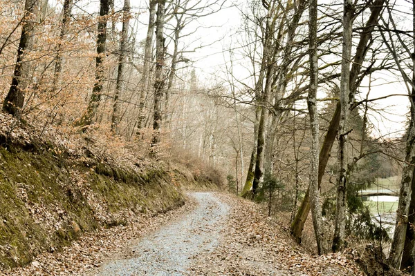 Caminho através da bela floresta decídua amarela durante o inverno — Fotografia de Stock