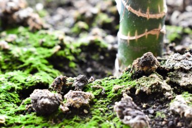 Toprak moss ve bitki kök portre