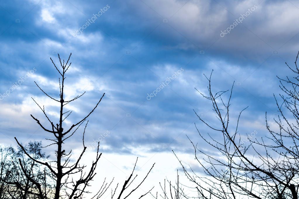 Dusk - cloudy skies with tree silhouettes
