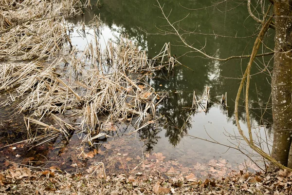 Palude verde scuro con riflesso di pini — Foto Stock