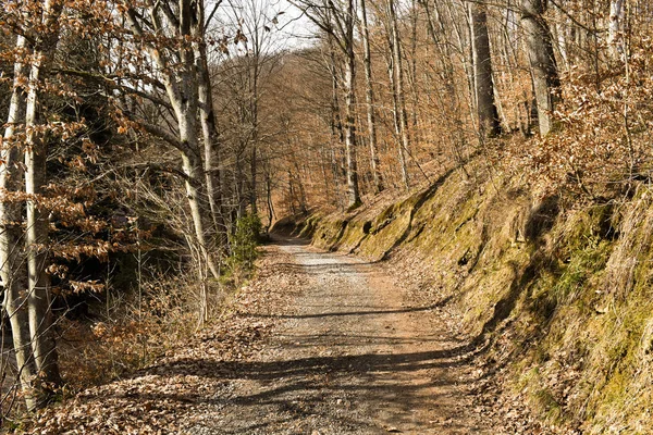 Caminho através da bela floresta caduca durante o outono — Fotografia de Stock