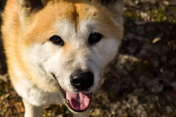 Young Akita dog pose looking into camera Royalty Free Stock Images