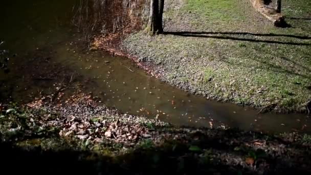 Listí teče přes vodu přešel větrem na jedné straně druhé — Stock video