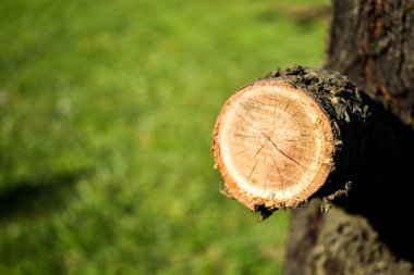 Bir pech ağaç üzerinde kesilen dalı Closeup çekim