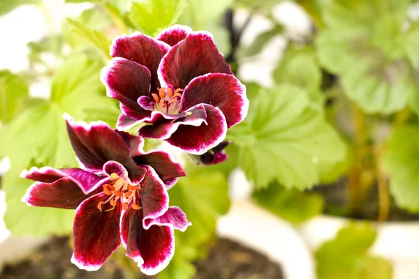 Bahçede koyu kırmızı Pelargonium bitki. Stok Fotoğraf