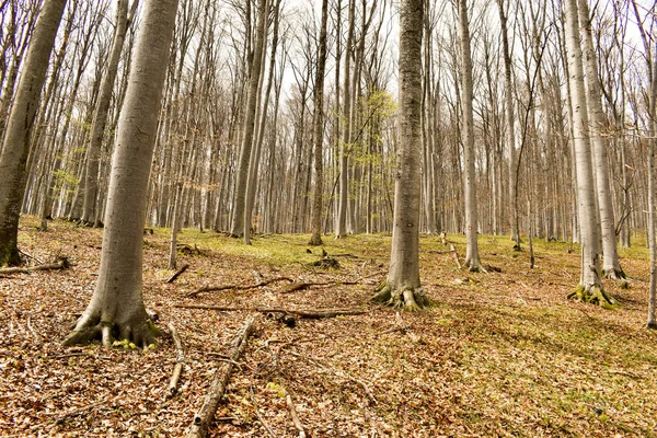Nádherný opadavý les na začátku jara v Chorvatsku — Stock fotografie