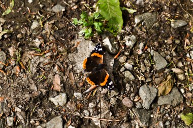 Ormanda yerde kelebek closeup çekim.