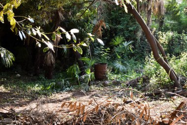 Ormanda eski paslı metal varil