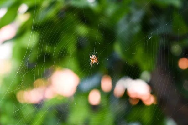 Witte en oranje spin in het midden van spinnenweb — Stockfoto