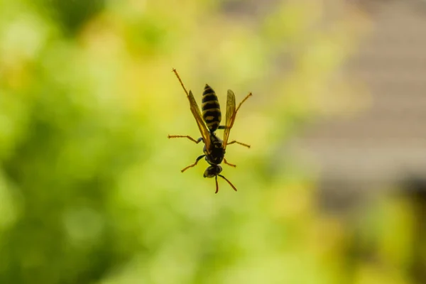 Close up tiro de vespa em pé na superfície de uma janela — Fotografia de Stock