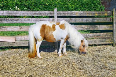 Fotoğraf Pony, yerli at çiftliği mera 
