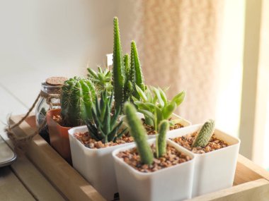 Pot cacti and other succulents in containers on the white wooden table with the sunlight through the window on the right clipart