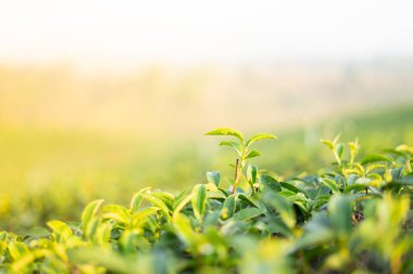 Seçici odak ile en yüksek en iyi yeşil çay yaprağına bulanık 