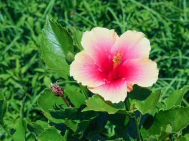 Hibiscus rosa-sinensis çiçeğinin pembe çiçeği yemyeşil bir yeşillik zemininde