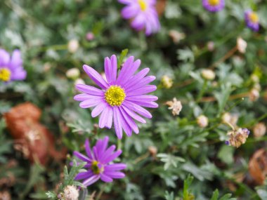 Sonbahar bahçesindeki menekşe Aster, doğanın duvar halısına canlı renkler ekler ve güzelliğini gören herkesi büyüler..