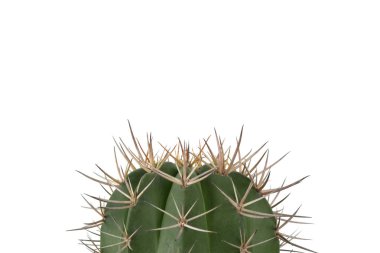 Temiz beyaz arkaplanda yeşil kaktüs