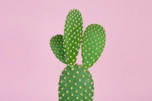 Cactus verde con patrón de lunares amarillos sobre fondo rosa pastel —  Fotos de Stock