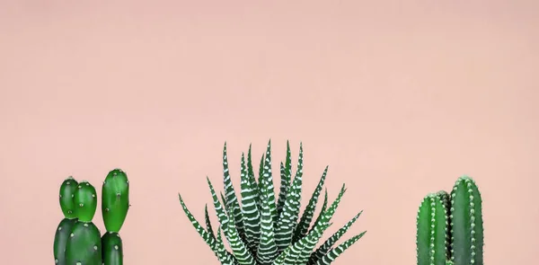 Grupo de cactus sobre fondo rosa patel —  Fotos de Stock