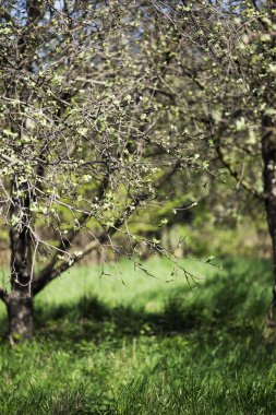 güzel sabah ışık yeşil çim ile kamu parki