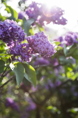 Yapraklı leylak çiçekleri dalı 