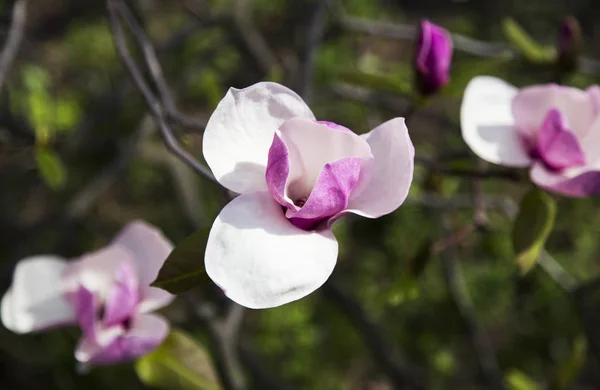 Schön Blühender Schön Geblühter Magnolienzweig Frühling — Stockfoto