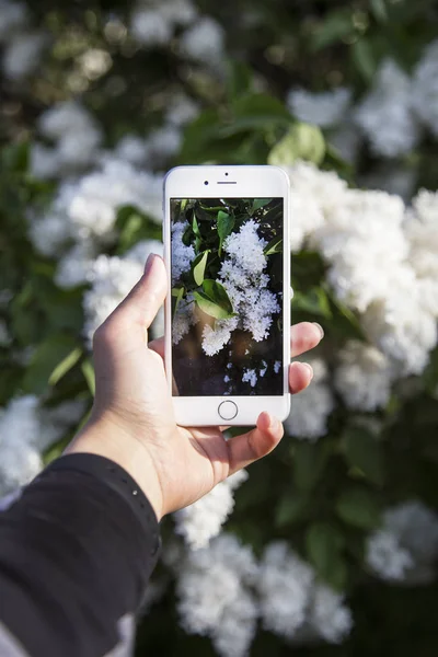 female hand with smartphone taking photo of flowers at spring