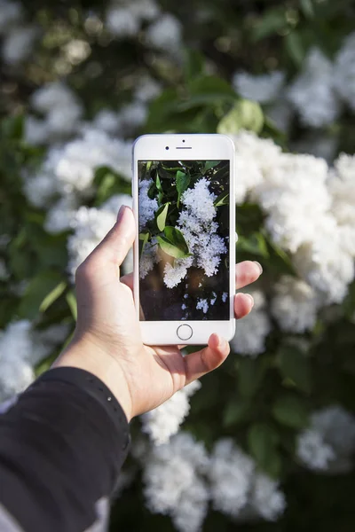 el ile smartphone fotoğrafta çiçekler bahar