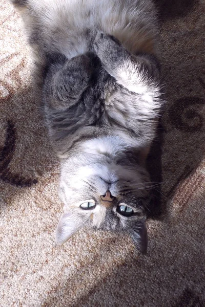 Flauschige Katze Liegt Kopfüber Auf Einem Warmen Teppich — Stockfoto