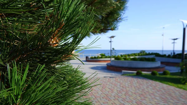 Arbre Conifères Avec Cônes Sur Rive Mer Baltique Zelenogradsk Broadwalk — Photo