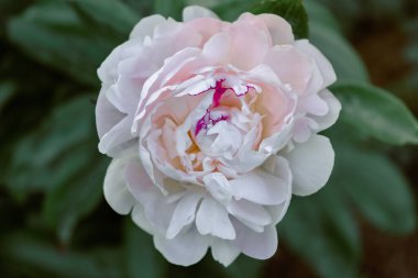 Beyaz şakayık çiçek açtı.