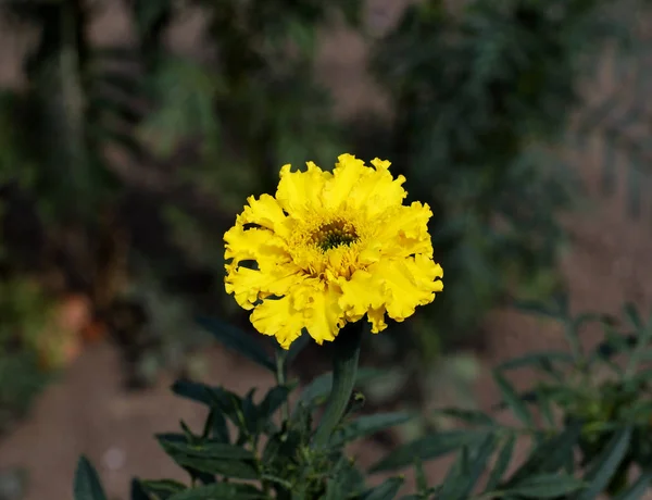 Flor Amarilla Caléndula Jardín —  Fotos de Stock