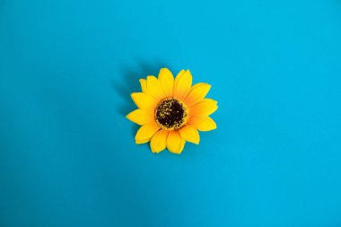 Mavi arka plan üzerinde yapay ayçiçeği. Tasarım için iyi düz lay. 