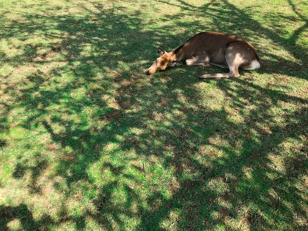 Cervo Carino Che Riposa Nel Parco Nara Giappone — Foto Stock