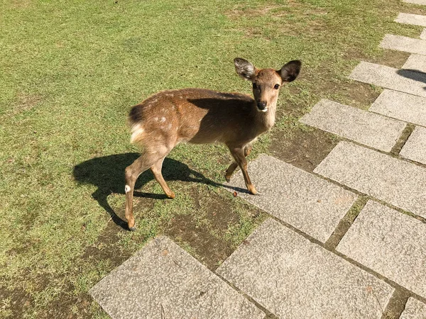 Cerf Mignon Dans Parc Nara Japon — Photo