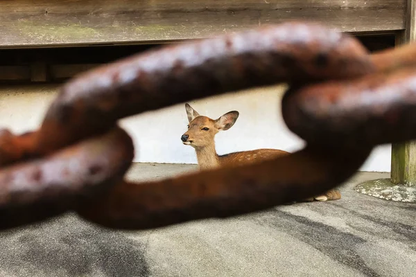 Cerf Dans Cage Animal Captivité Regardant Travers Les Barreaux Une — Photo