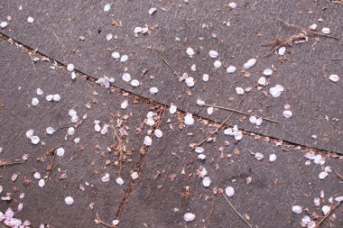 İlkbahar kiraz çiçeği sonra kayalar ile yere Fallen Sakura yaprakları sona geldi