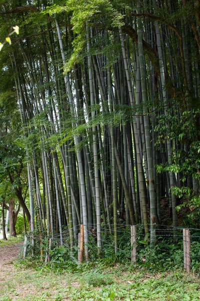 Bosque Bambú Japón Kyoto —  Fotos de Stock