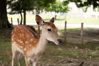 Nara parkında vahşi sika geyiği, Japonya