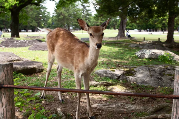 Cerf Sika Sauvage Dans Parc Nara Japon — Photo