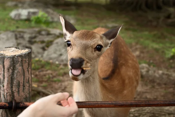 女孩喂野生西卡鹿与森北饼干和鹿伸出舌头在奈良公园 — 图库照片