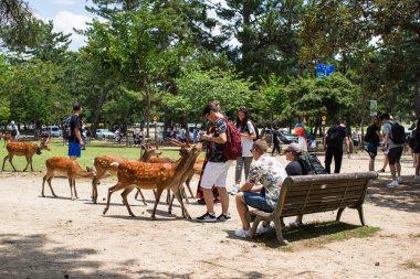 turistler Nara park, Japonya kraker çerezleri Senbei ile vahşi sika geyikbeslemek