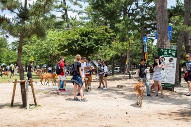 turistler Nara park, Japonya kraker çerezleri Senbei ile vahşi sika geyikbeslemek