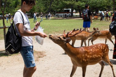 turistler Nara park, Japonya kraker çerezleri Senbei ile vahşi sika geyikbeslemek