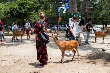 turistler Nara park, Japonya kraker çerezleri Senbei ile vahşi sika geyikbeslemek