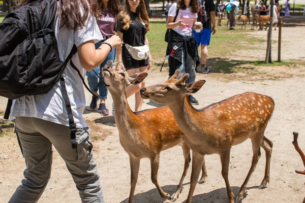 Touristes Nourrir Les Cerfs Sauvages Sika Avec Biscuits Craquelins Senbei — Photo