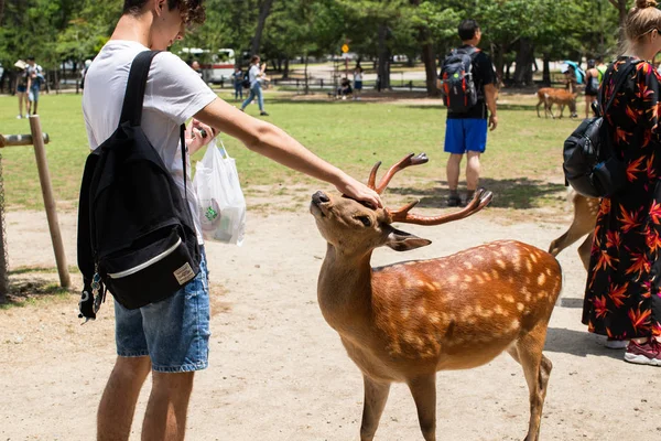 Touristes Nourrir Les Cerfs Sauvages Sika Avec Biscuits Craquelins Senbei — Photo