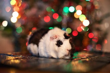 Arka planda Noel ağacı olan bir kobay, tebrik kartı için güzel bir fotoğraf.