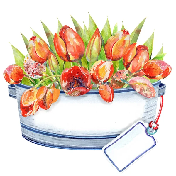Illustration with hand painted flower pot withtulip on a white background in watercolor .