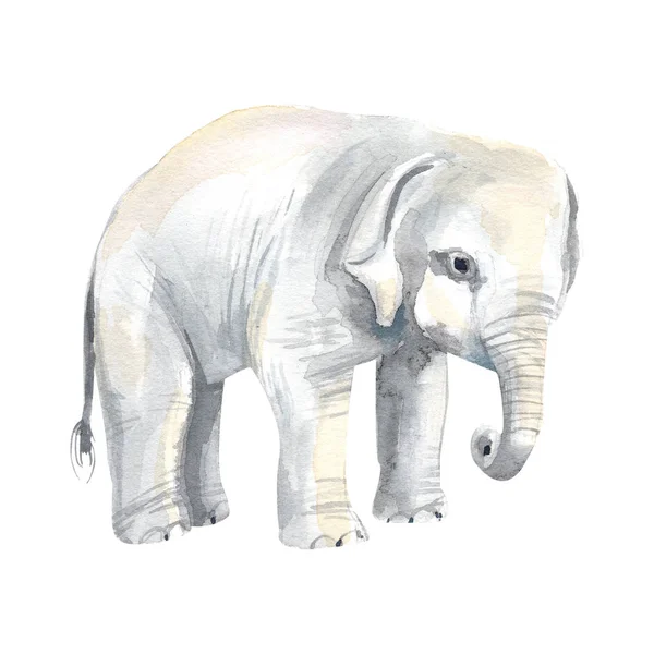 Elephand Pintado Mano Acuarela Sobre Fondo Blanco — Foto de Stock